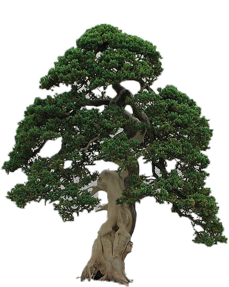  cutout of bonsai juniper tree