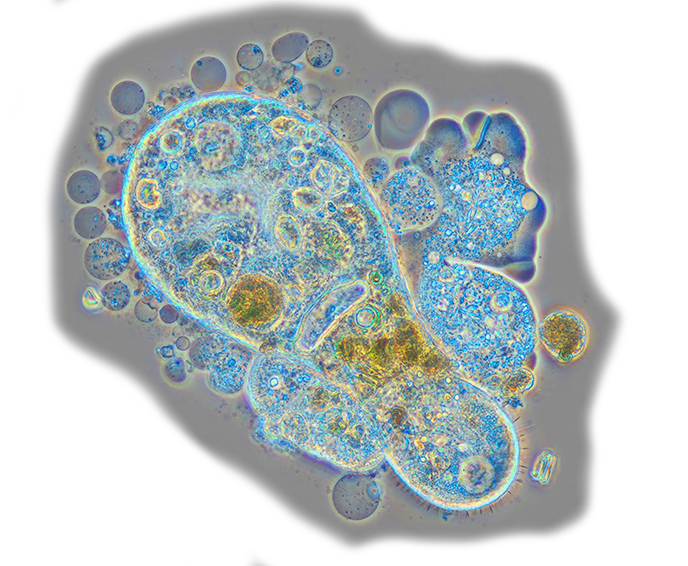 blue small biology creature on grey background